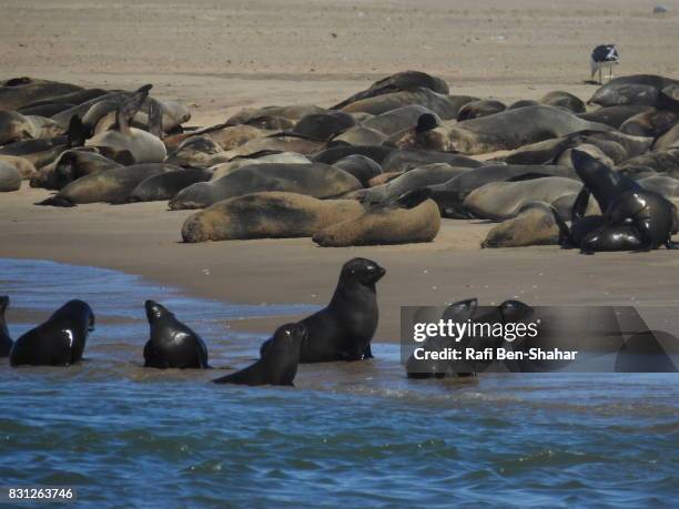 cape fur seals - walvis bay stock pictures, royalty-free photos & images