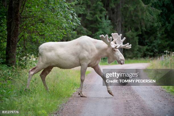 This picture taken on July 31, 2017 shows a rare white moose in Gunnarskog, Vaermland County, Sweden. - There are only around 100 white moose in...