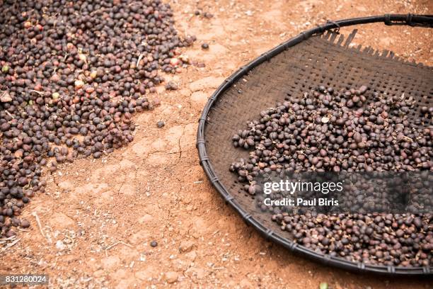 robusta coffee drying  on a basket, bolaven plateau, laos - meseta de bolaven fotografías e imágenes de stock