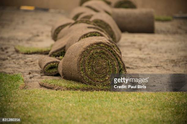 turf farm, pre-grown lawn cut and rolled - sod field stock pictures, royalty-free photos & images