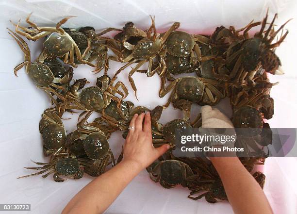 Vendor straps up hairy crabs for sale at a market on October 4, 2008 in Suzhou of Jiangsu Province, China. Autumn is the best season for eating hairy...