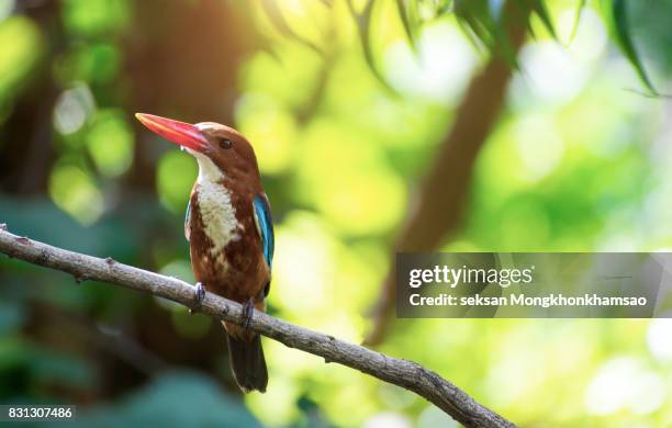 the white-throated kingfisher (halcyon smyrnensis) also known as the white-breasted kingfisher - dambulla stock pictures, royalty-free photos & images