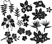Tropical exotic flowers silhouette set