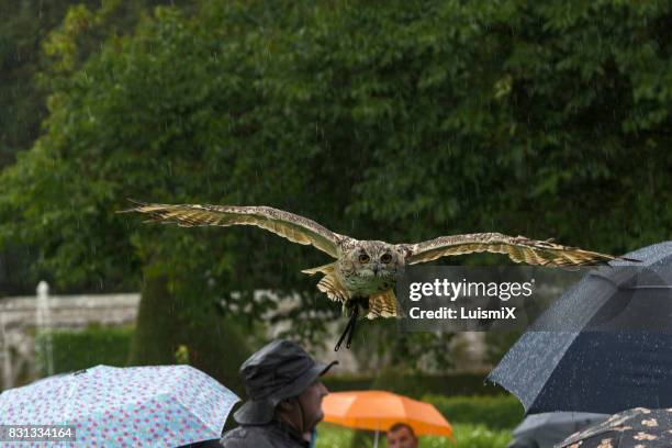 scotland - rain owl stock pictures, royalty-free photos & images