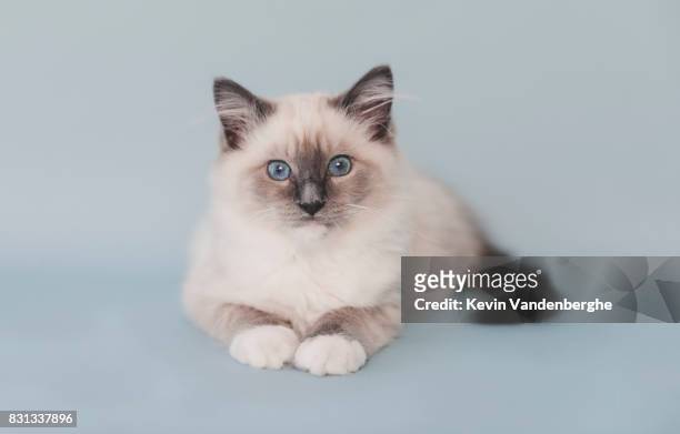 mitted blue ragdoll kitten studio photo - purebred cat stock-fotos und bilder