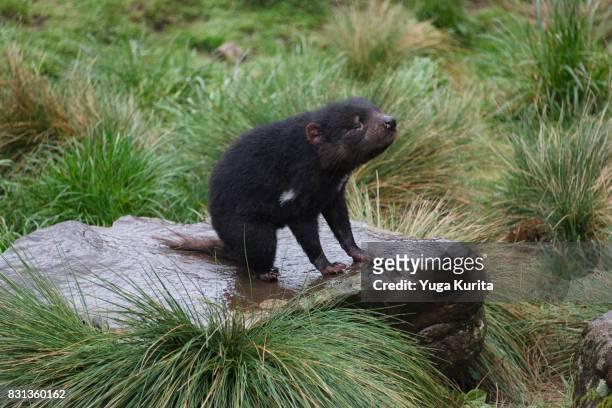 tasmanian devil - cradle mountain stock pictures, royalty-free photos & images