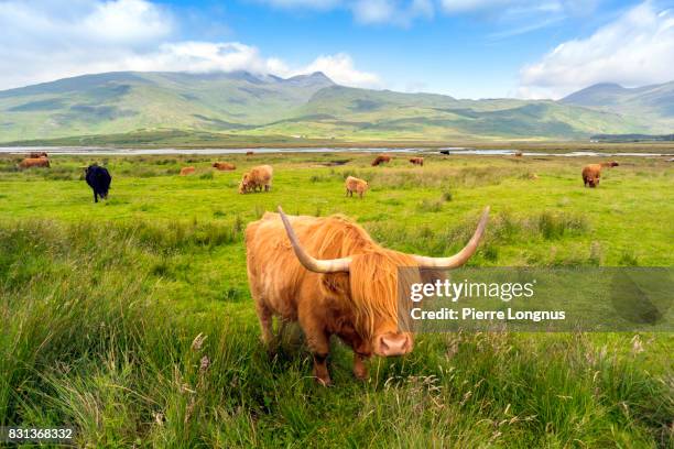 highland cattle roaming free on the isle of mull, inner hebrides, scotland - schottische kultur stock-fotos und bilder