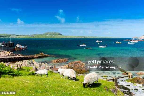 sheeps grazing free near crystal clear waters of fionnphort bay, isle of mull, scotland - mull stock-fotos und bilder