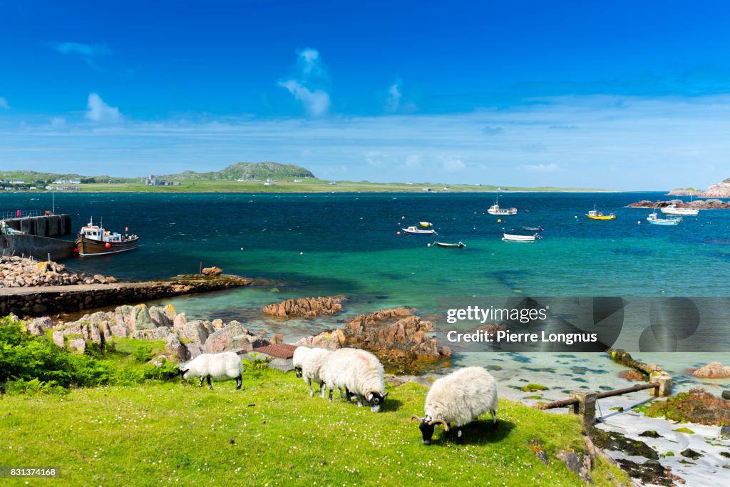 Sheeps grazing free near Crystal Clear Waters of Fionnphort Bay, Isle of Mull, Scotland