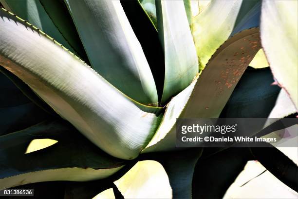 agave - croatia v mexico stock pictures, royalty-free photos & images