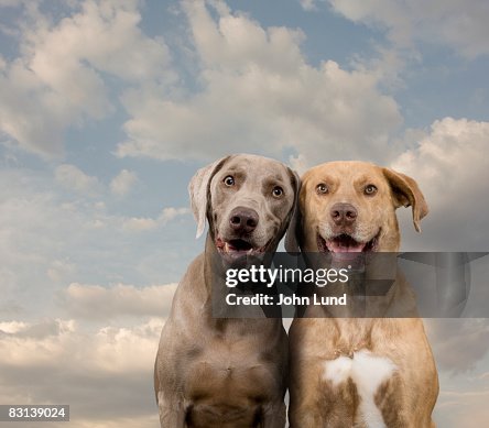 Two Dogs Portrait Portrait Of Two Dogs High-Res Stock Photo - Getty Images