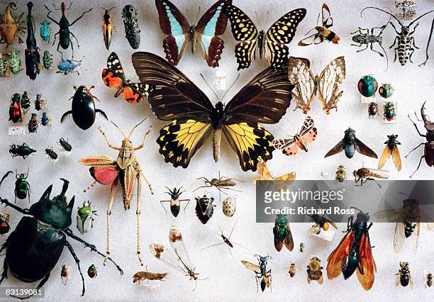 preserved butterflies and other insects - insect fotograf�ías e imágenes de stock