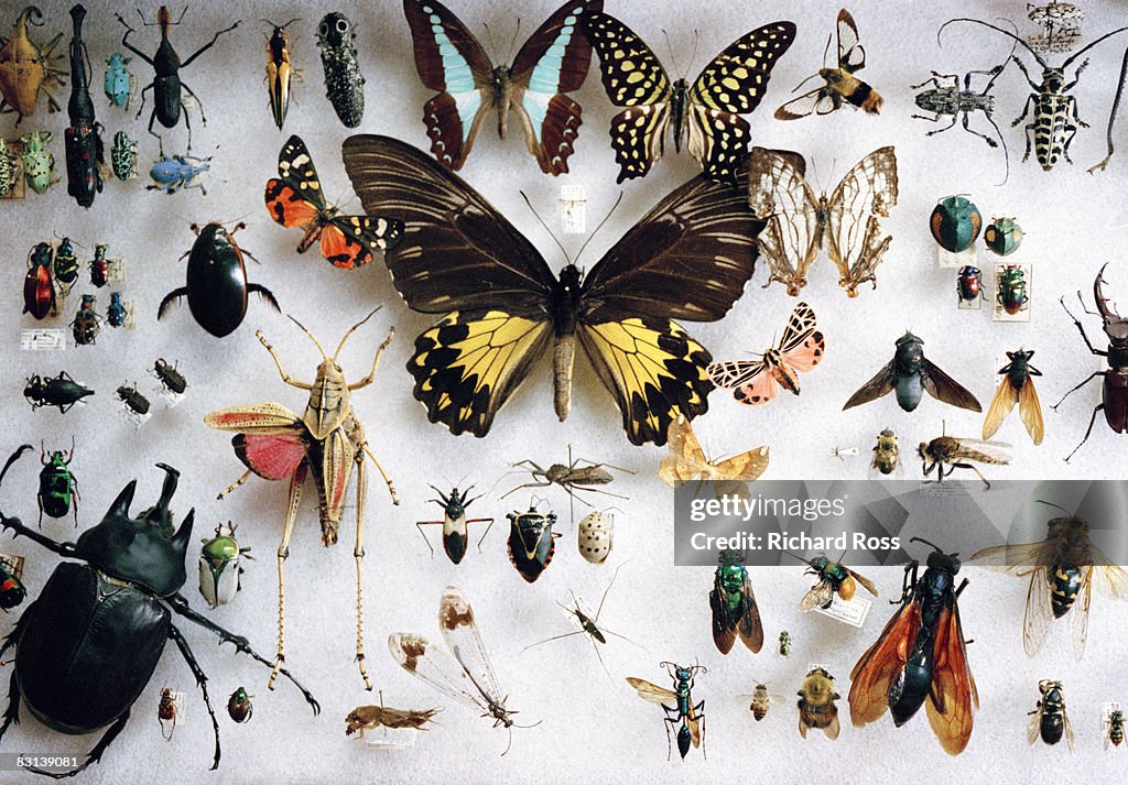 Preserved butterflies and other insects