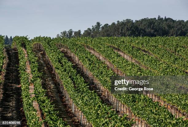 Chardonnay vineyard at Sonoma-Cutrer Winery is viewed on August 3 near Santa Rosa, California. Following a record winter rainfall on the North Coast,...