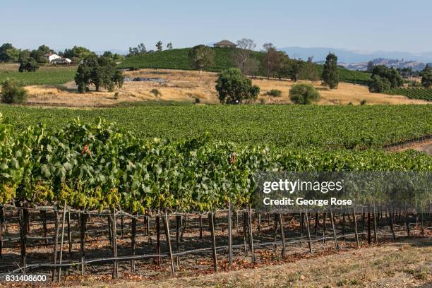 Chardonnay vineyard at Sonoma-Cutrer Winery is viewed on August 3 near Santa Rosa, California. Following a record winter rainfall on the North Coast,...