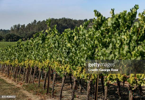Chardonnay vineyard at Sonoma-Cutrer Winery is viewed on August 3 near Santa Rosa, California. Following a record winter rainfall on the North Coast,...