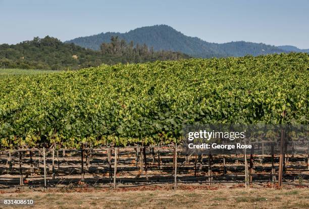 Chardonnay vineyard at Sonoma-Cutrer Winery is viewed on August 3 near Santa Rosa, California. Following a record winter rainfall on the North Coast,...