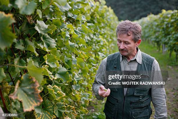 Picture taken on September 30, 2008 in Lazy near Cracow of Polish of wine producer and chief of the experimental wineyard of the Jagiellonian...