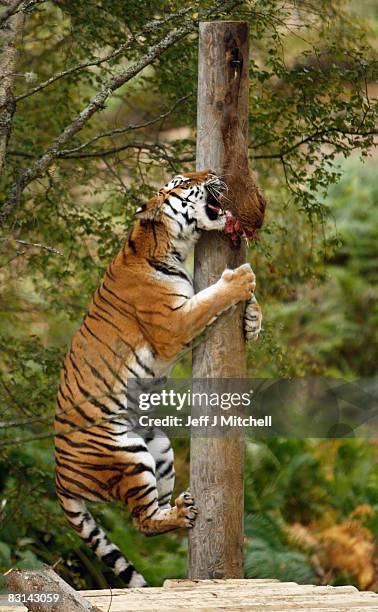 Sasha,the female of a pair of rare Amur tigers gets fed at their new home the Highland Wildlife Park on October 6, 2008 in Kincraig, Scotland. With...