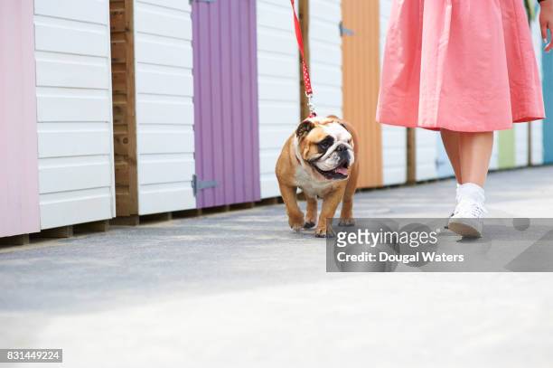 woman walking english bulldog beside beach huts. - ausrüstung für tiere stock-fotos und bilder