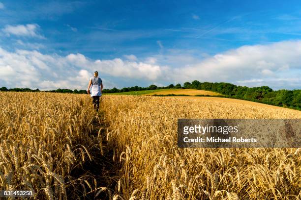 woman walking through wheat fields in penallt, monmouthshire in the wye valley area of outstanding natural beauty (aonb) - welsh hills stock pictures, royalty-free photos & images