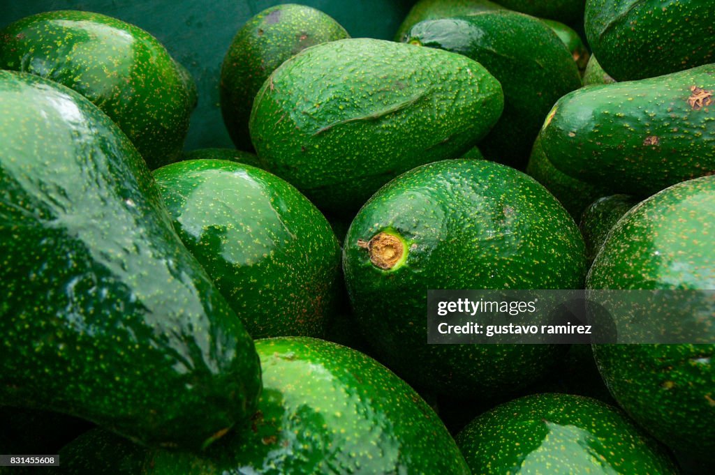 Fresh fuerte avocado harvested