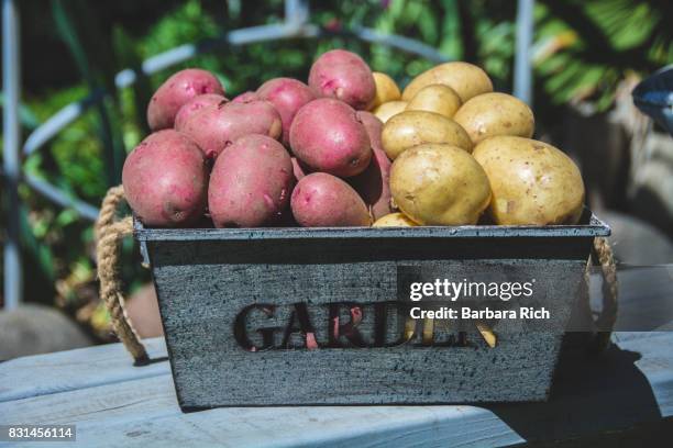 fresh harvested red and yellow potatoes in garden container - yukon gold stock pictures, royalty-free photos & images