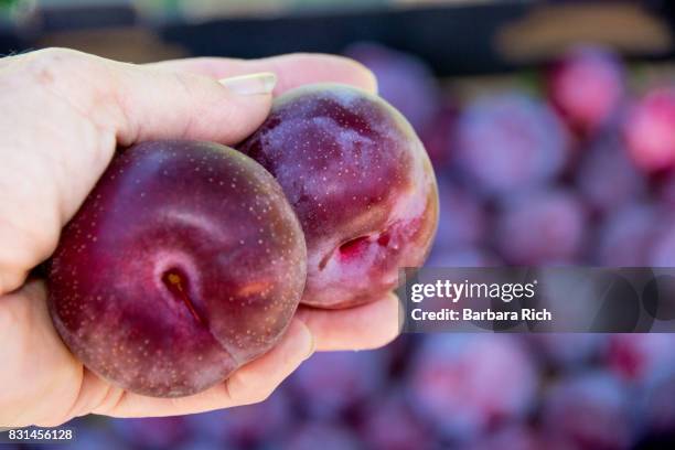 close up of hand holding two ripe santa rosa plums - plum stock pictures, royalty-free photos & images