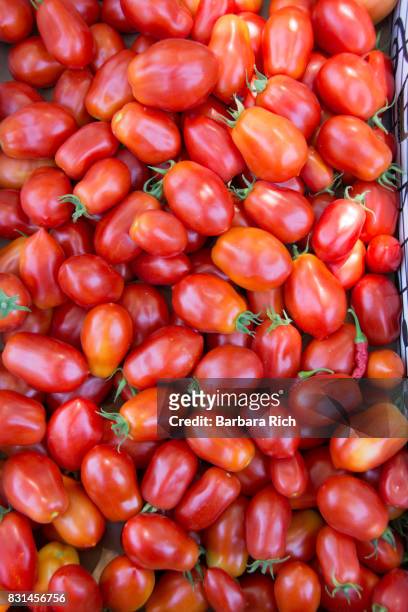 fresh picked roma tomatoes from the garden - plum tomato stock pictures, royalty-free photos & images