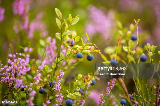 blueberry in the forest - ling bildbanksfoton och bilder