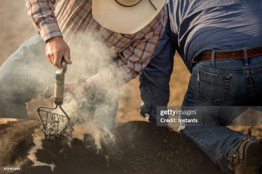 Zwei Cowboys, hält man eine elektrische Brandeisen halten und verwenden es auf dem Bullen während der andere das Tier.