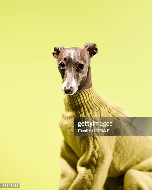 italian greyhound - pet clothing stock pictures, royalty-free photos & images