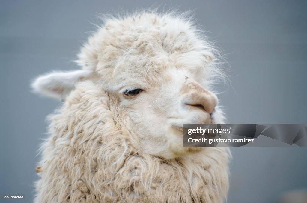 White alpaca