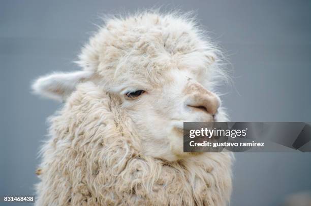 white alpaca - alpaca stock pictures, royalty-free photos & images
