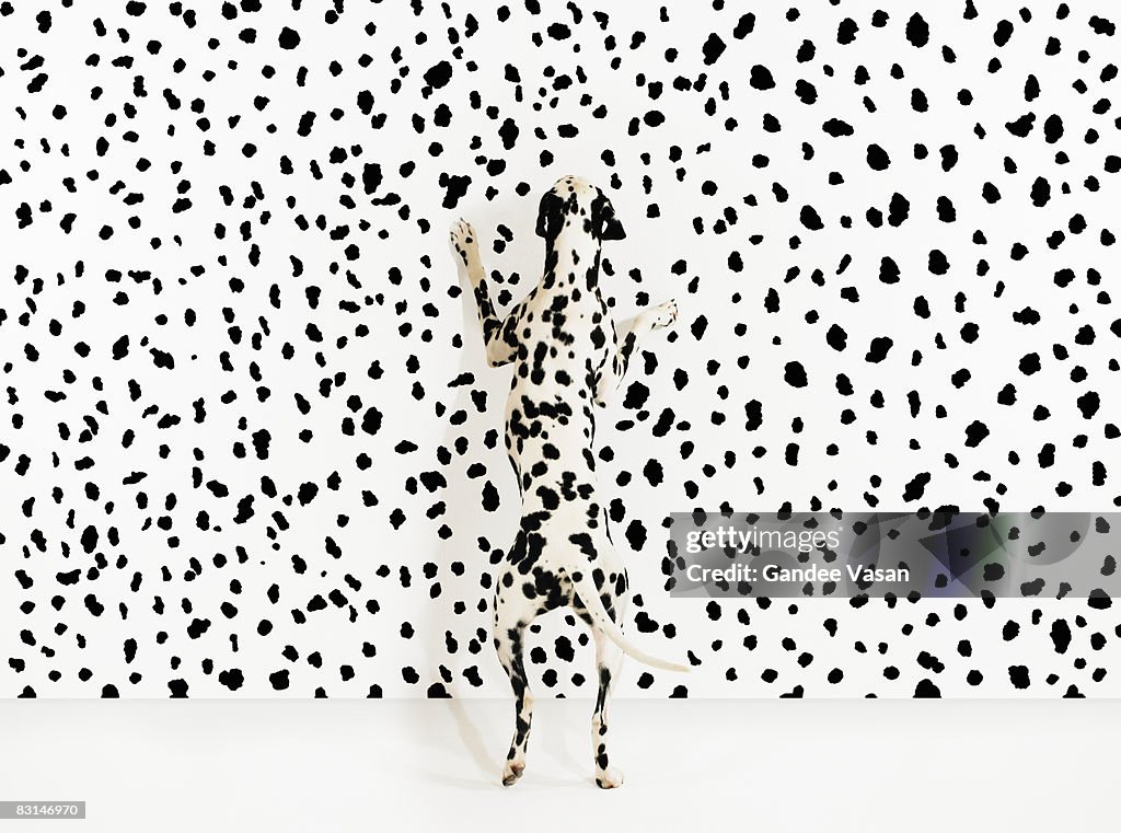 Dalmation dog on spots