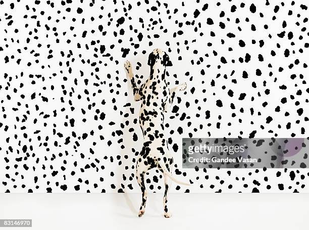 dalmation dog on spots - copycat stock pictures, royalty-free photos & images