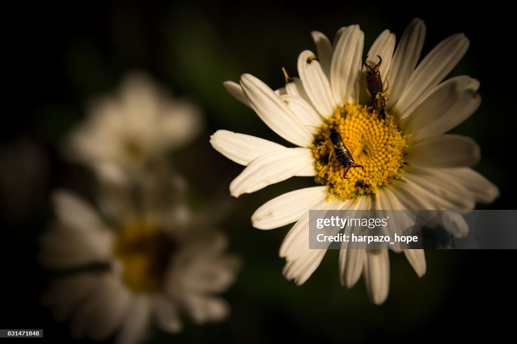 Two Earwigs on a Daisy