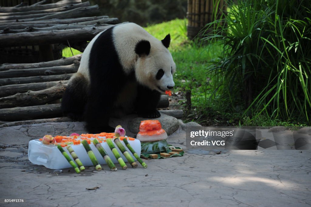 Giant Panda Fubao Celebrates 4th Birthday In Chengdu