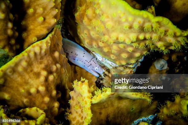 underwater world of the gulf of aqaba or gulf of eilat, northern tip of the red sea, east of the sinai peninsula and west of the arabian mainland. - arabian sea underwater stock pictures, royalty-free photos & images