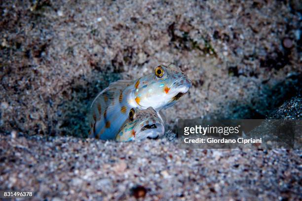 underwater world of the gulf of aqaba or gulf of eilat, northern tip of the red sea, east of the sinai peninsula and west of the arabian mainland. - arabian sea underwater stock pictures, royalty-free photos & images