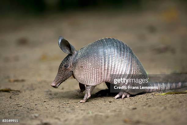 suriname, nine-banded armadillo. - gazon stock pictures, royalty-free photos & images