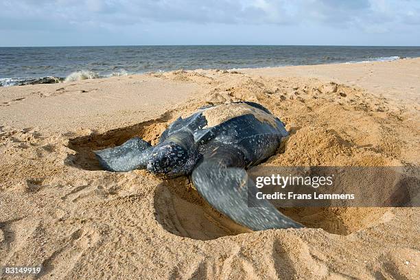 suriname, leatherback turtle burying eggs. - laying egg stock pictures, royalty-free photos & images