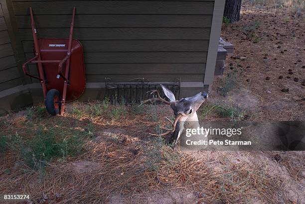 white tail deer head(buck) - hunting trophy bildbanksfoton och bilder