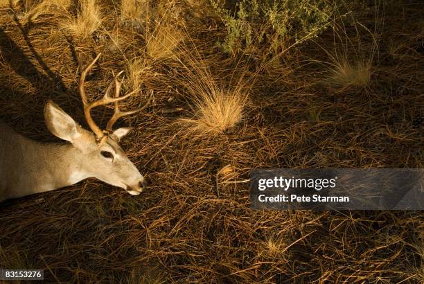 white tail deer head(buck) - white tail buck stock-fotos und bilder