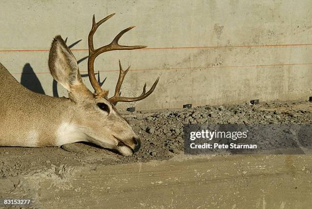 white tail deer head(buck) - white tail buck stock-fotos und bilder