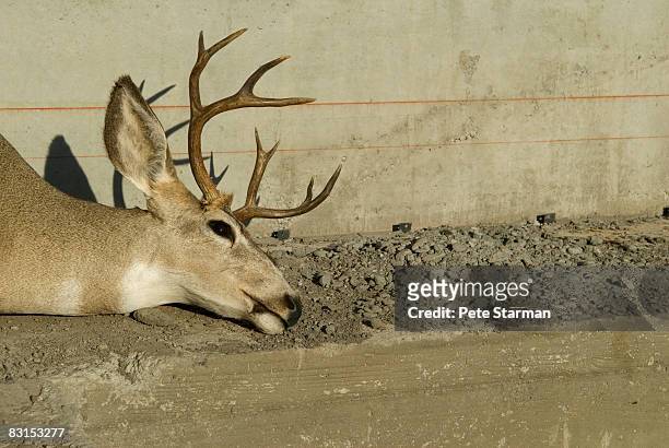 white tail deer head(buck) - white tail buck bildbanksfoton och bilder