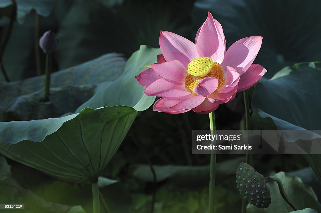 Lotus flower among water lily leaf