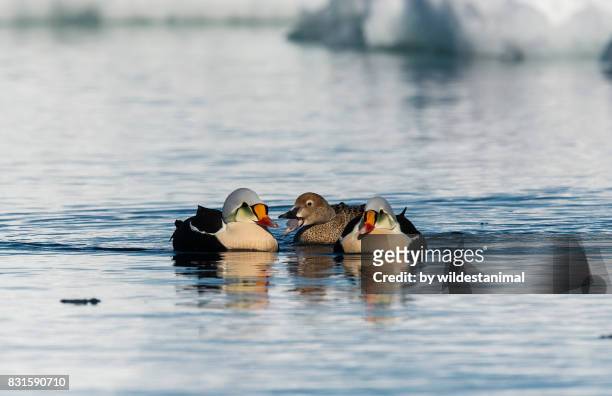 three king eider ducks, two males and one female, foraging for food along the ice floe edge, baffin island, canada. - baffinland stock-fotos und bilder