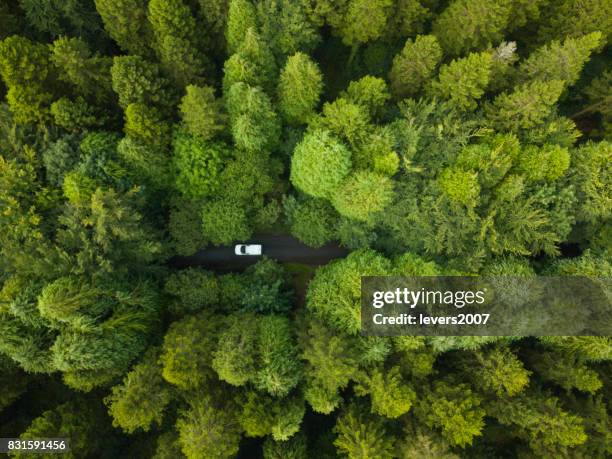 aerial view of a pine forest with a white van driving through a pathway, roscommon, ireland - tree across road stock pictures, royalty-free photos & images