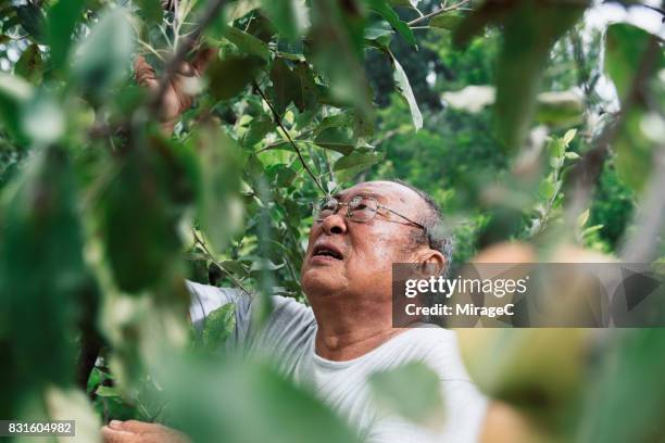 senior man working in apple orchard - concerned farmers stock pictures, royalty-free photos & images